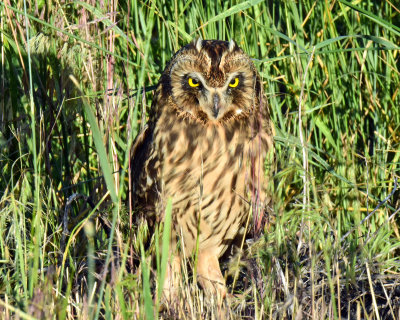 Owls, Short-eared