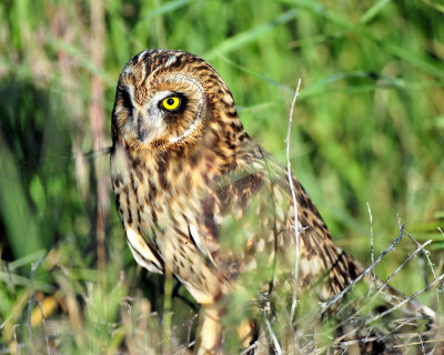 Owls, Short-eared