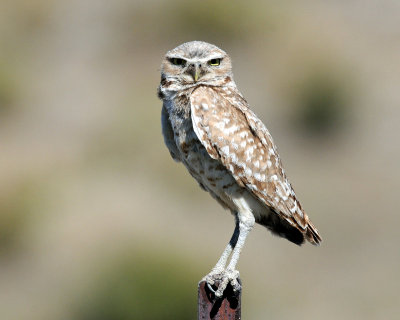 Owls, Burrowing