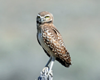 Owls, Burrowing