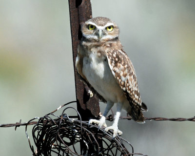 Owls. Burrowing (June 26, 2015)