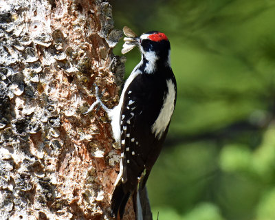 Woodpecker, Hairy