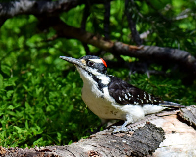 Woodpecker, Hairy