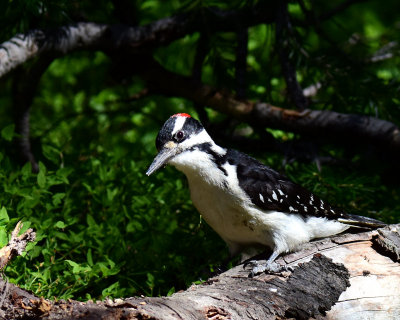 Woodpecker, Hairy