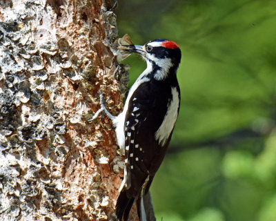 Woodpecker, Hairy