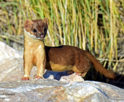 Weasel, Long-tailed