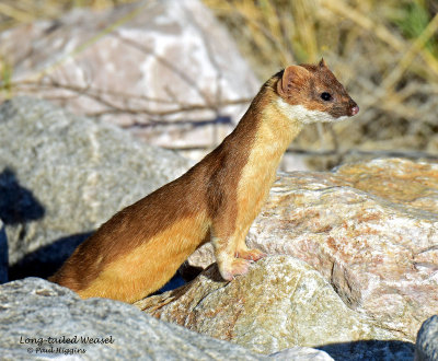 Weasel, Long-tailed (2015)