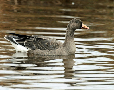 Goose, Greater White-fronted (Nov. 16, 2015 & Dec 19, 2014)