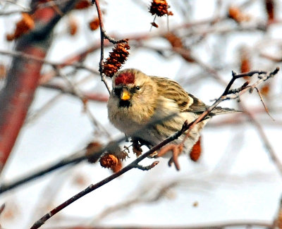 Redpoll, Common (East Canyon)
