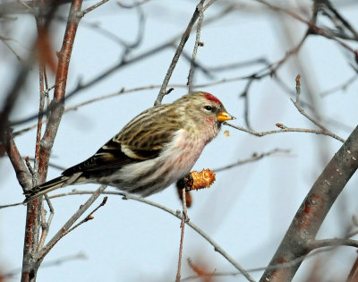 Redpoll, Common (East Canyon)
