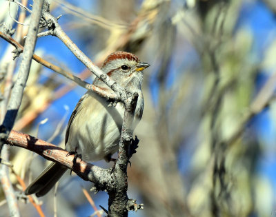 Sparrow, American tree