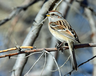 Sparrow, American tree
