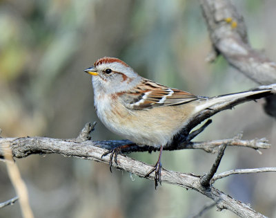 Sparrow, American tree (Dec 12, 2015)