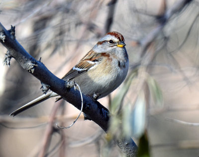Sparrow, American tree (Dec 12, 2015)