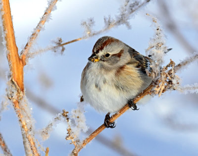 Sparrow, American tree