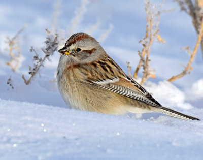 Sparrow, American tree
