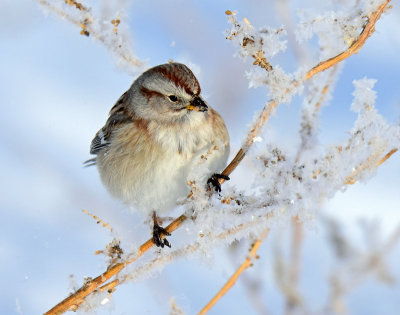Sparrow, American tree