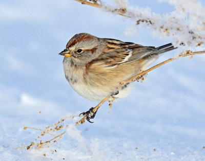 Sparrow, American tree