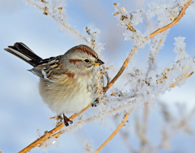 Sparrow, American tree