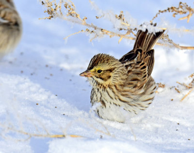 Sparrows, American tree  & Savannah