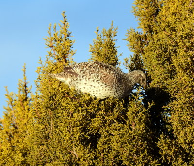 Grouse, Sharp-tailed 
