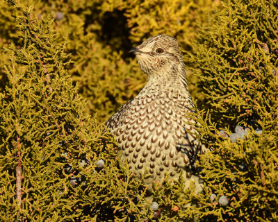 Grouse, Sharp-tailed 