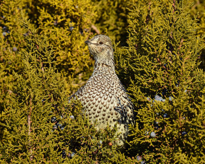 Grouse, Sharp-tailed