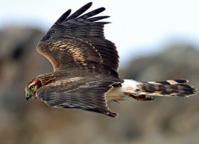 Harrier, Northern