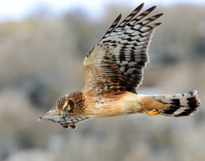 Harrier, Northern