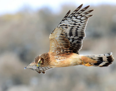 Harrier, Northern