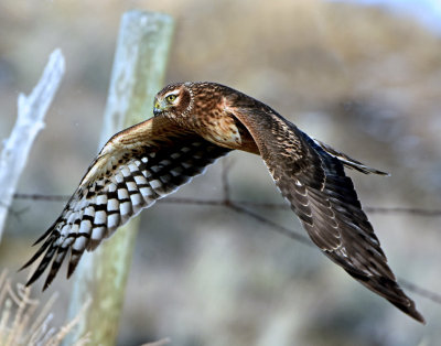 Harrier, Northern