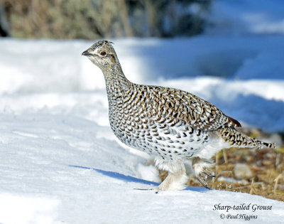 Grouse, Sharp-tailed (Jan 28, 2016)