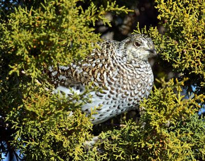 Grouse, Sharp-tailed