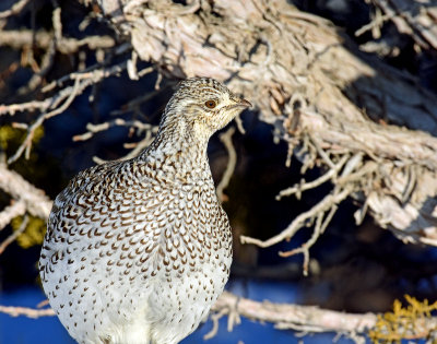 Grouse, Sharp-tailed (Jan 28, 2016)