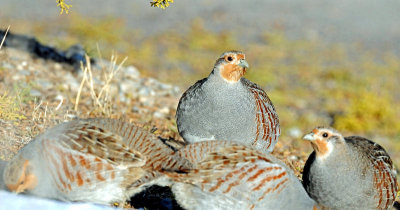 Partridge, Gray