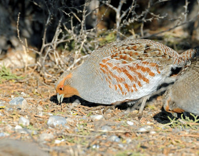 Partridge, Gray