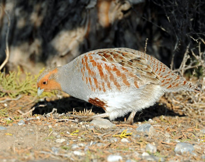 Partridge, Gray