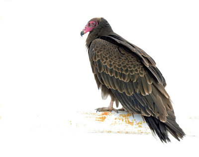 Vulture, Turkey 