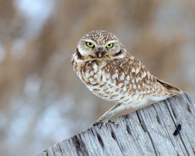 Owl, Burrowing (Feb. 5, 2016)