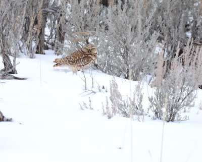 Owl, Burrowing (Feb. 5, 2016)