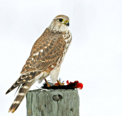 Merlin