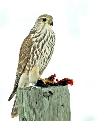 Merlin