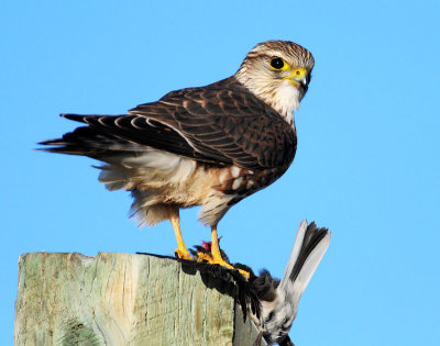 Merlin