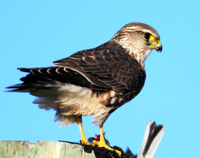 Merlin