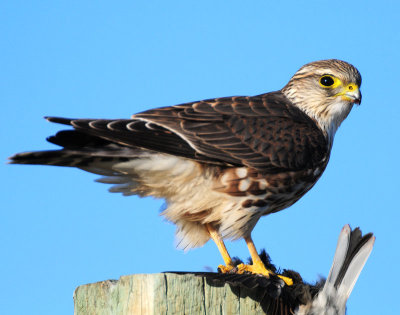 Merlin