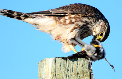 Merlin