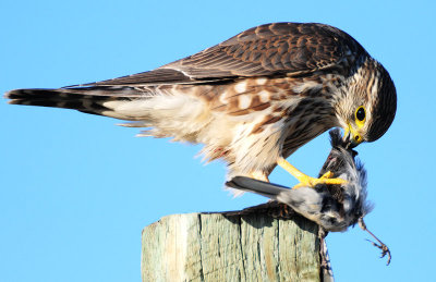 Merlin
