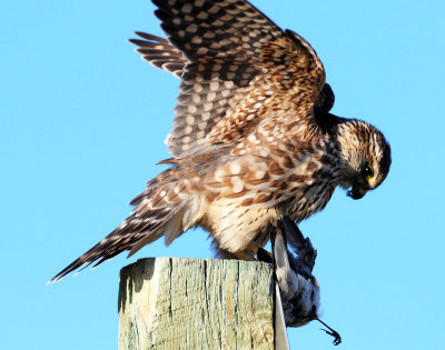 Merlin