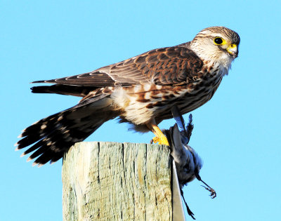 Merlin