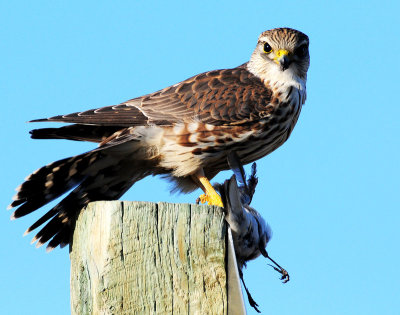 Merlin